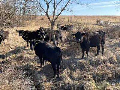 cattle listing photo