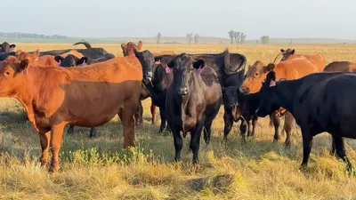 cattle listing photo