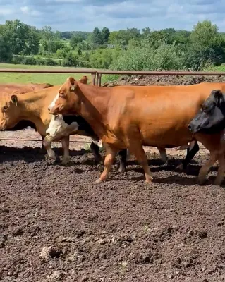 cattle listing photo