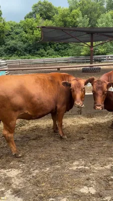 cattle listing photo