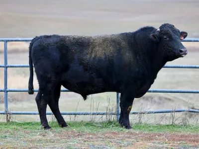 cattle listing photo