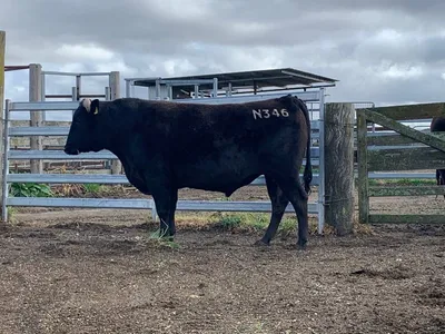cattle listing photo