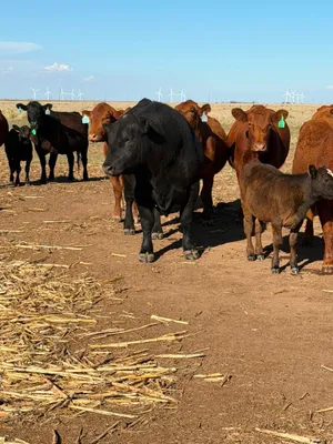 cattle listing photo
