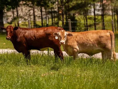 cattle listing photo
