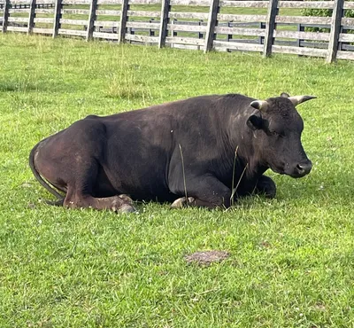 cattle listing photo