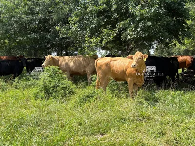 cattle listing photo