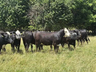 cattle listing photo
