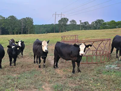 cattle listing photo
