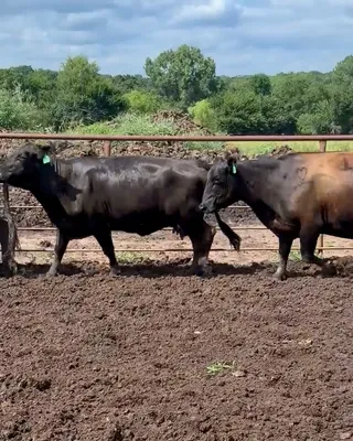 cattle listing photo
