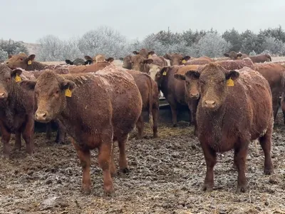 cattle listing photo