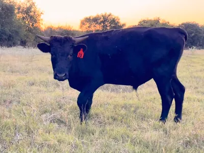 cattle listing photo