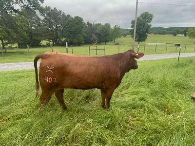 cattle listing photo