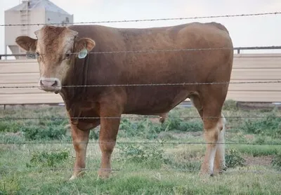 cattle listing photo