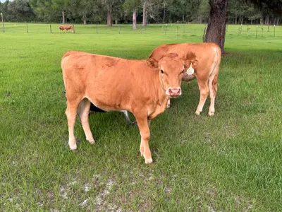cattle listing photo