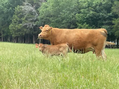 cattle listing photo