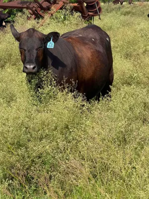 cattle listing photo