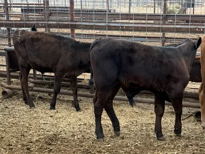 cattle listing photo
