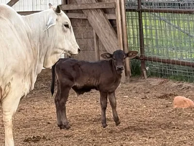cattle listing photo