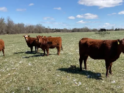 cattle listing photo