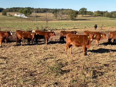 cattle listing photo