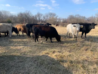 cattle listing photo