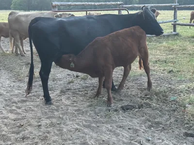 cattle listing photo