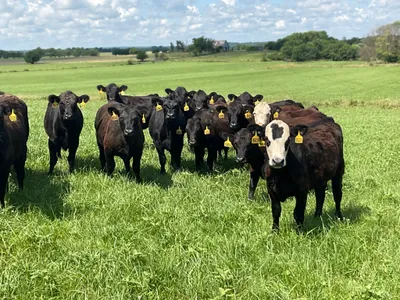 cattle listing photo