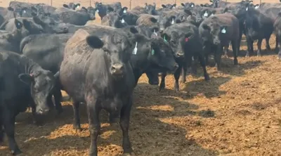 cattle listing photo