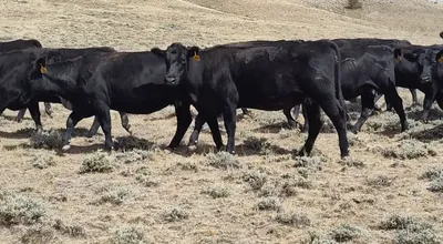 cattle listing photo