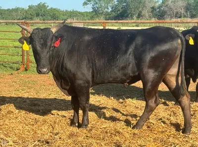 cattle listing photo