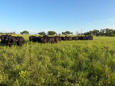 cattle listing photo