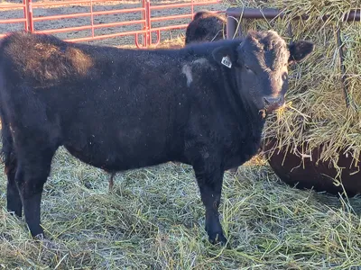 cattle listing photo