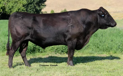 cattle listing photo