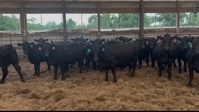 cattle listing photo