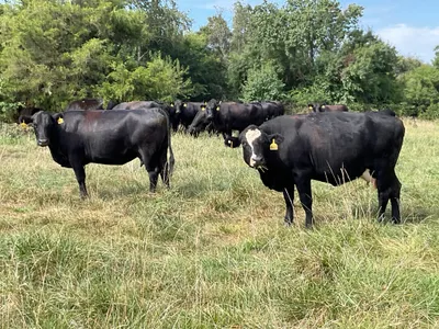 cattle listing photo