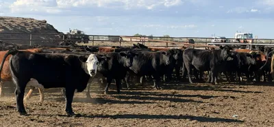 cattle listing photo