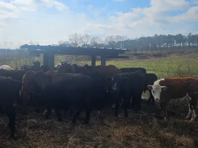 cattle listing photo