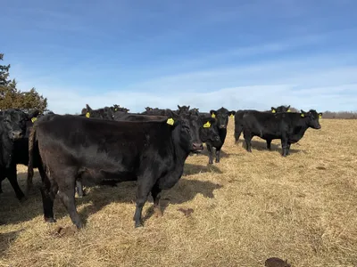 cattle listing photo