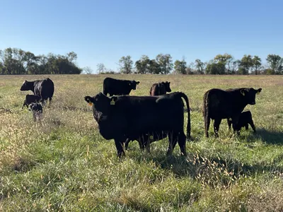 cattle listing photo