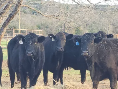 cattle listing photo