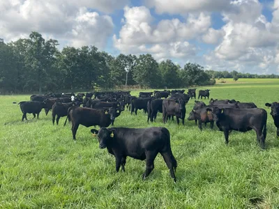 cattle listing photo