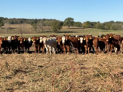 cattle listing photo