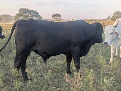 cattle listing photo