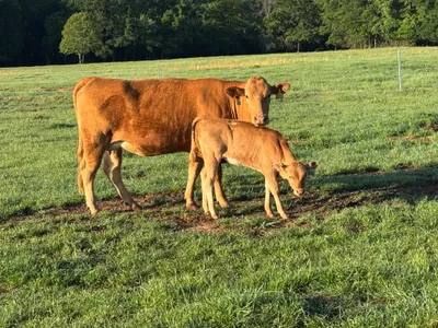 cattle listing photo