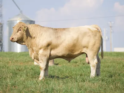 cattle listing photo