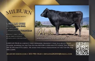 cattle listing photo
