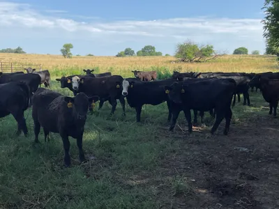 cattle listing photo