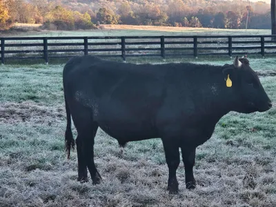 cattle listing photo