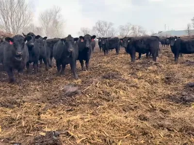 cattle listing photo