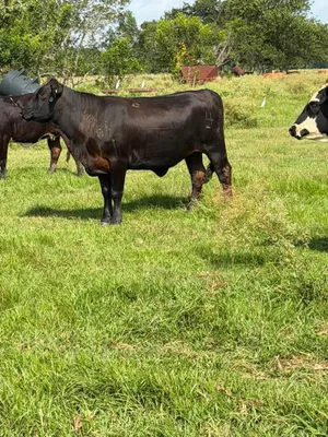 cattle listing photo